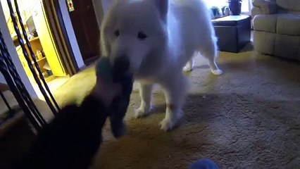 Brosser un chien très poilu, c'est la galère...