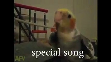 Wooow.... pirot singing