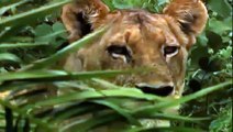 Life of Lions: Hunting, Fighting, Mating - Wild Animals Documentary