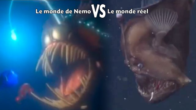 Le «dragon des abysses» en images pour la première fois.