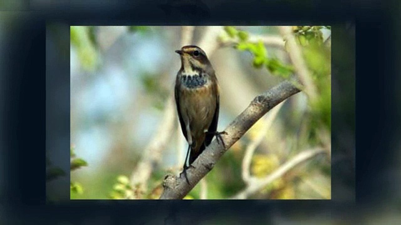 Dubai Desert Conservation Reserve