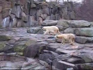 Un ours danse comme Michael Jackson