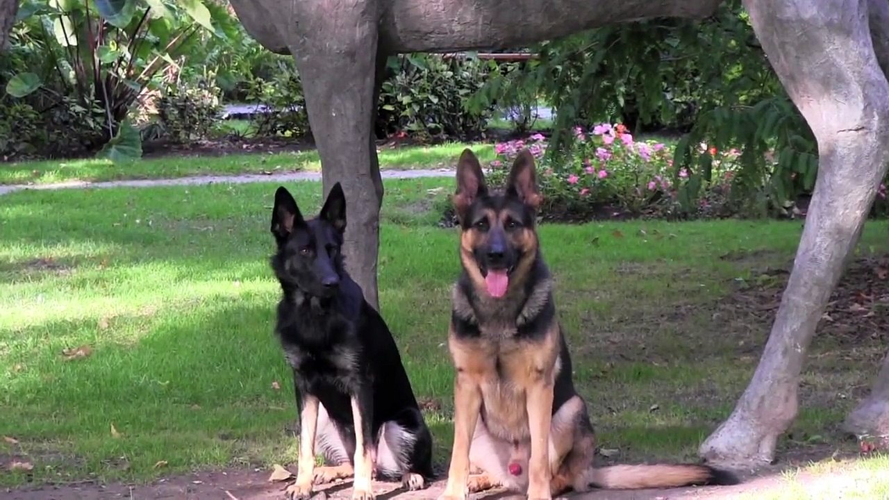 A DAY OUT BY THE LAKE WITH CC PROTECTION DOGS | CCPROTECTIONDOGS.COM