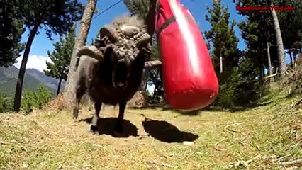 waw amazing fight between goat and bakser