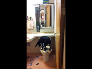 KÖPEK DEDİĞİM BÖLE OLMALI