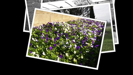 fleurissement 2-HD (720p)