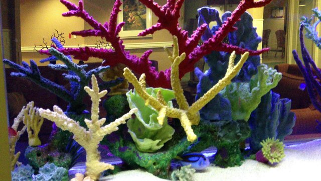 Orange Park, FL Aquarium Cleaning Service 904.588.2700 Orange Park, Florida.