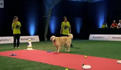 Chien gourmand dans une course