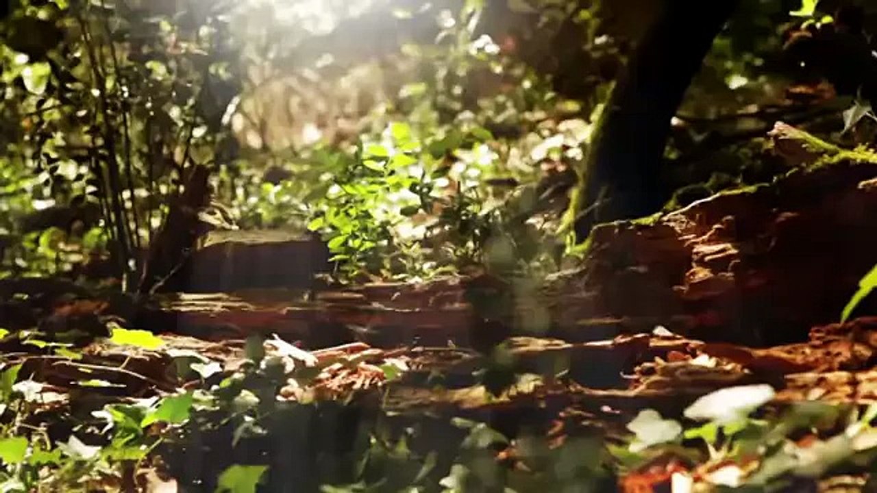 TV3 - Caçadors de bolets - Joves escoltes