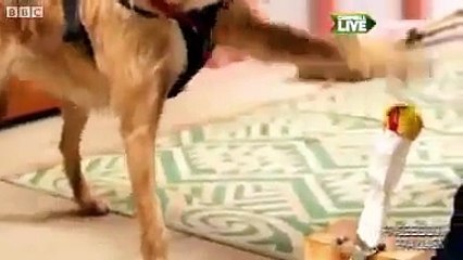 Araba Kullanan Köpek