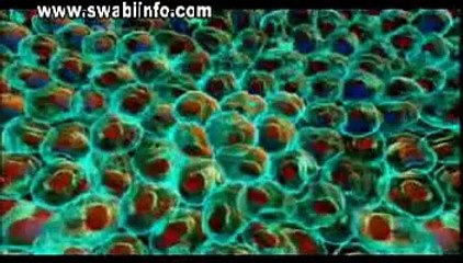 The Cell 1a of 3- The Hidden Kingdom