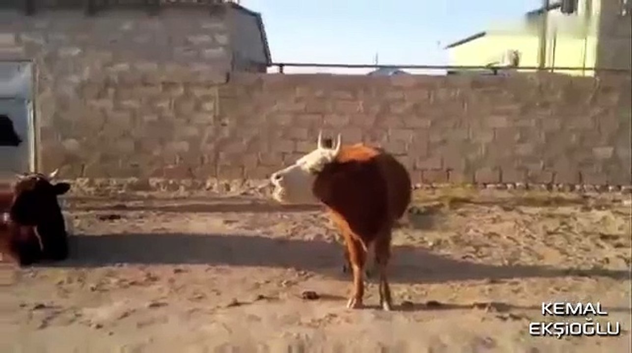 Conta Yakıp Konuşan Boğa