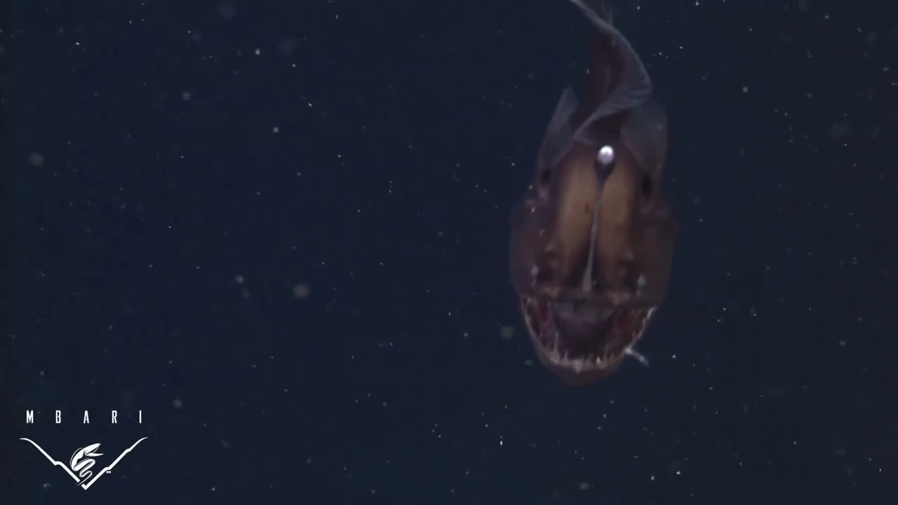 Le  poisson le plus effrayant du monde