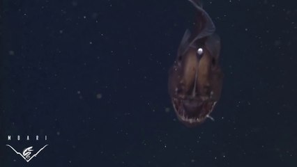 Le  poisson le plus effrayant du monde