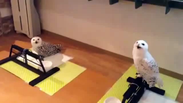 La plus chouette des chouettes !