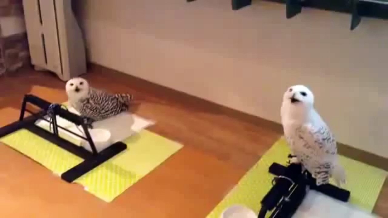 La plus chouette des chouettes !