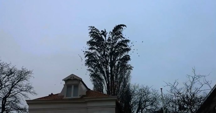 Harika Bir Doğa Gösterisi