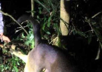 Grateful Dog Rescued From Cruel Gin Trap