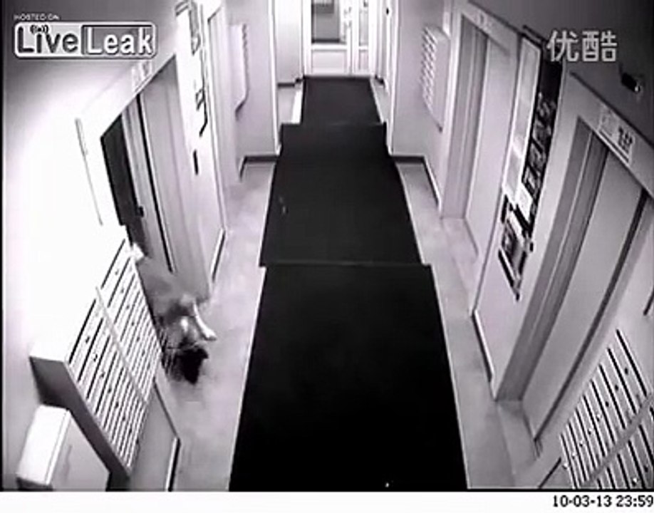 Dog got suffocated! Lift tragedy!