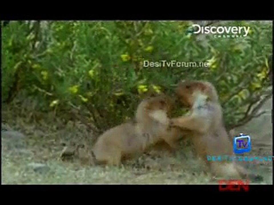 Wild Asia 25th November 2014 Video Watch Online pt2