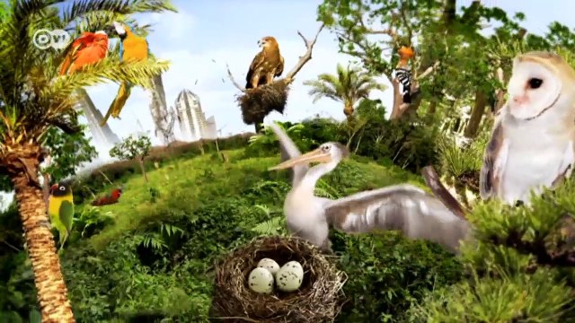 Südafrika: Bedrohte Papageien | Global 3000