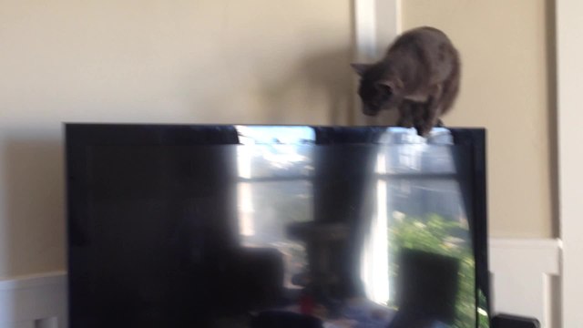 Cat hilariously falls while tightrope-walking TV