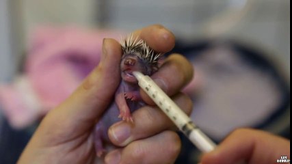 Minik Kirpi Şırıngayla Süt İçiyor