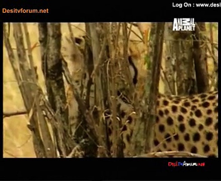 Animal Planet Safari 25th November 2014 Video Watch Online pt2