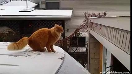 FANNY ANIMAL ( CAT TRYING TO JUMP )