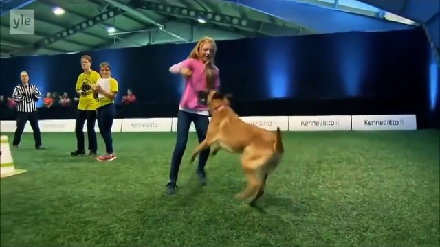 Un chien trop gourmand pour gagner un concours