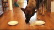 Un chien gobe une assiette de pâtes en quelques secondes