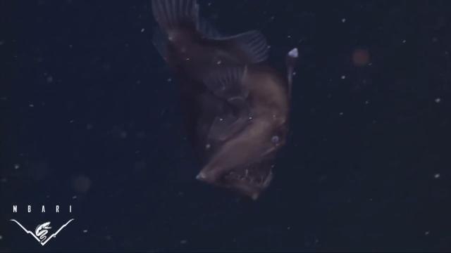 Terrifying Black Seadevil Fish Captured on First-of-Its Kind Video