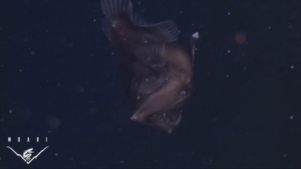 Terrifying Black Seadevil Fish Captured on First-of-Its Kind Video