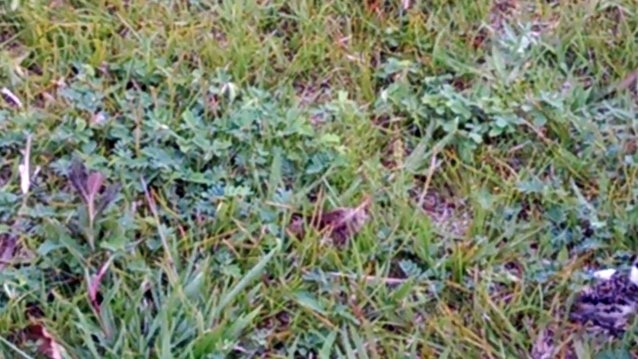 Alguém Já Viu Filhote de Quero-Quero? Aqui está!