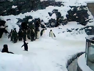Dünyanın en mutlu pengueni