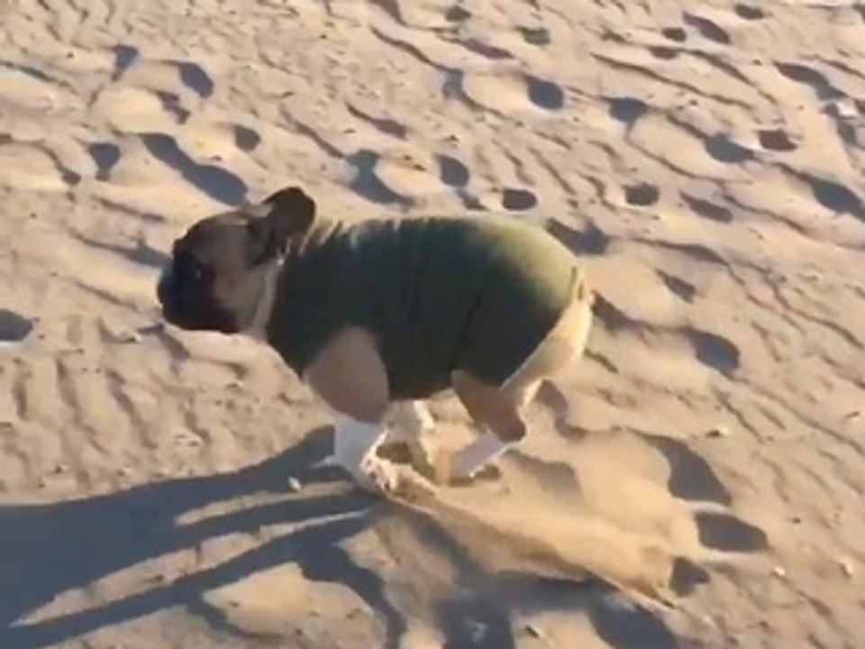 Chien roule dans le sable