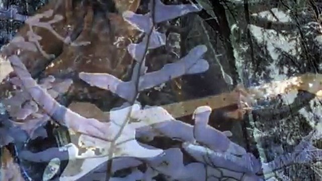 A WHITER SHADE OF PALE - MR FABIAN