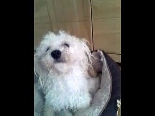 cute bichon frise wet after bath