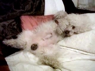 My Friends Bichon Frise Having a Spaz Attack