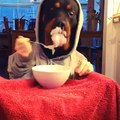 (39) Dog in Hoodie Eating Cereal