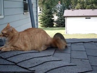 (40) Cat and Squirrel Playing Together