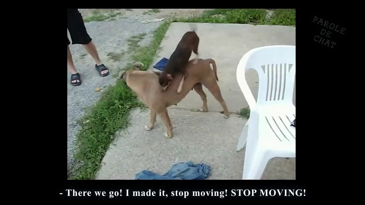 La Saint-Valentin des chiens