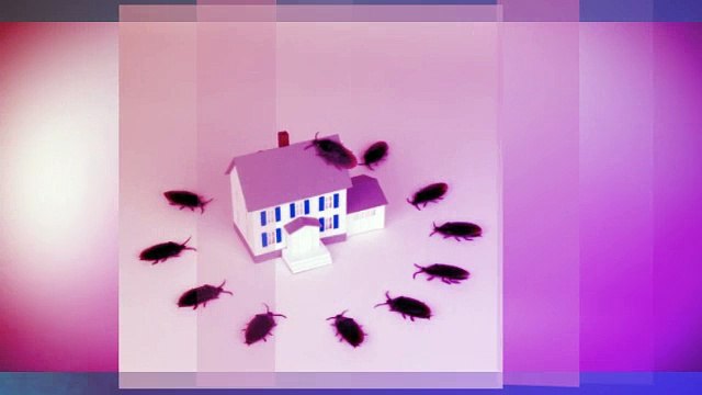 All Rodent Control (507) 421-6920