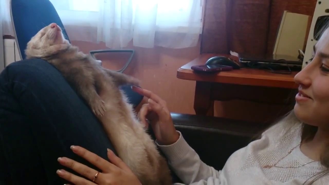 Réveil très difficile pour ce Furet : chute en avant!