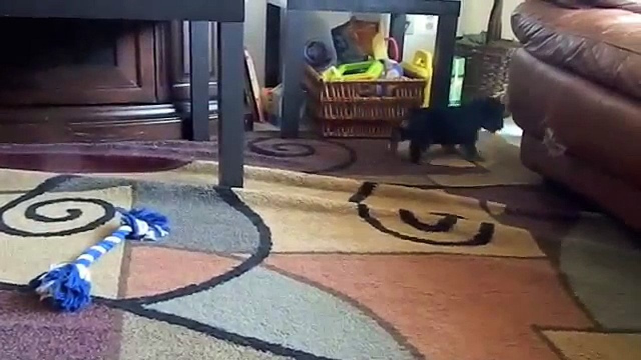 Yorkie puppies for sale Virginia