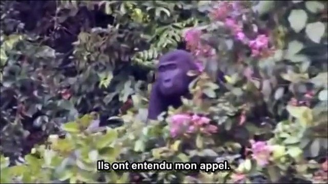 Des retrouvailles touchantes entre des hommes et des gorilles !