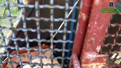 Napoli - Lo zoo della camorra, coccodrilli e tigri per esigere il pizzo -2- (24.11.14)