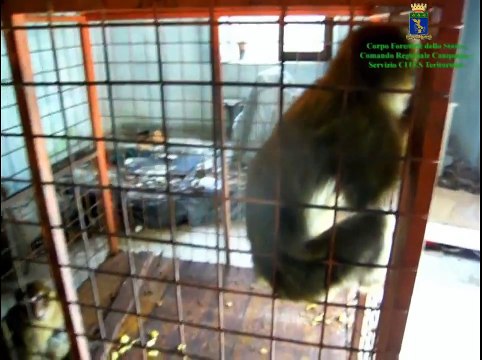 Napoli - Lo zoo della camorra, coccodrilli e tigri per esigere il pizzo -1- (24.11.14)