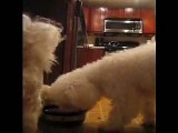 Meet Max Bichon Frise Cute Video Worth Watching!