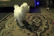 BICHON FRISE doing tricks